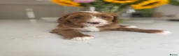 Australian Labradoodle dogs for sale: Australian labradoodles - Advert 14