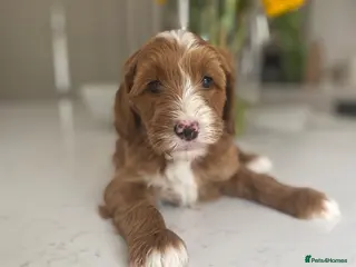 Australian Labradoodle dogs Australian labradoodles - Advert 5