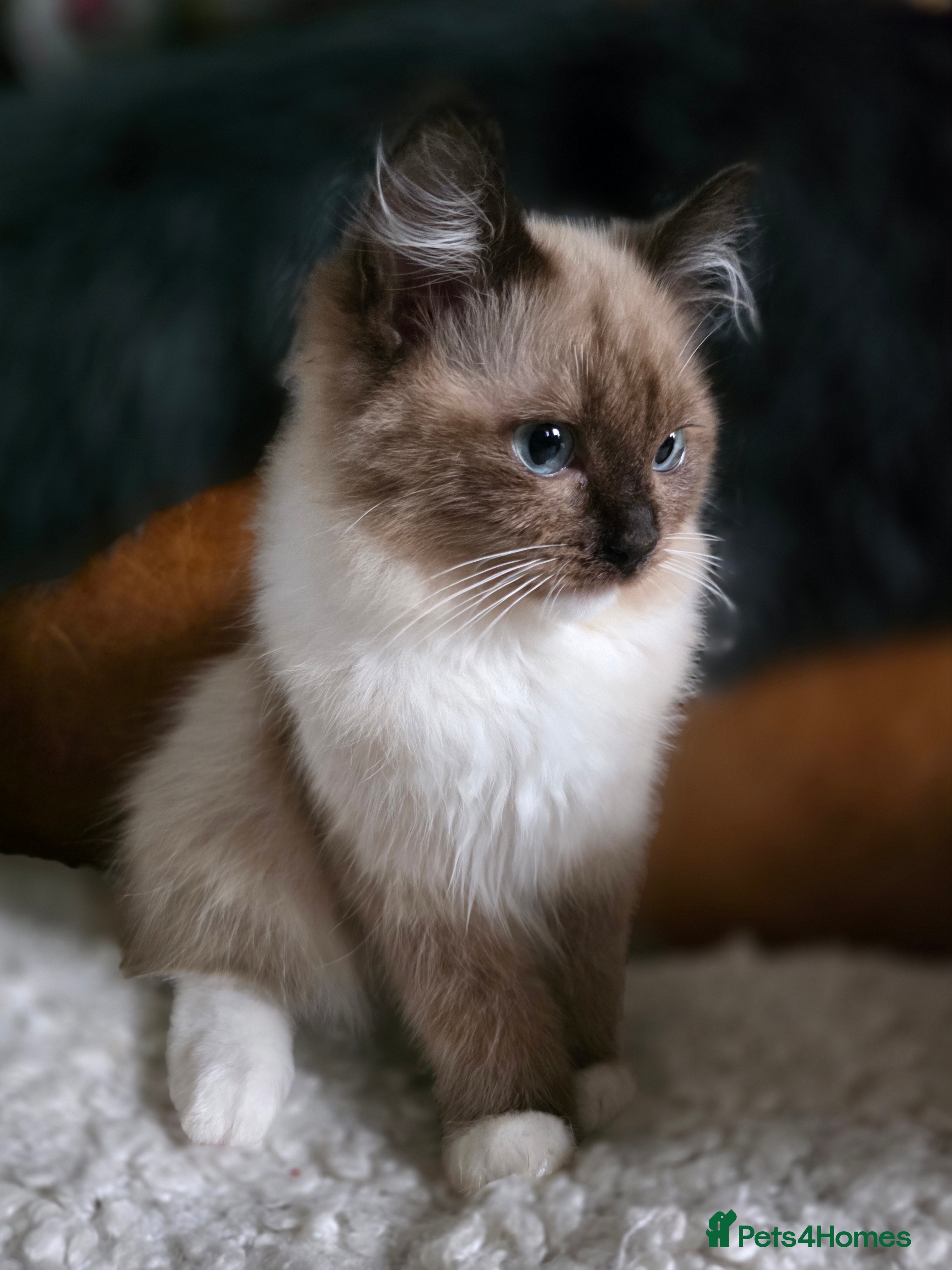 Ragdoll cats Beautiful Ragdoll Kittens - Advert 1