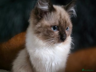 Ragdoll cats Beautiful Ragdoll Kittens - Advert 1