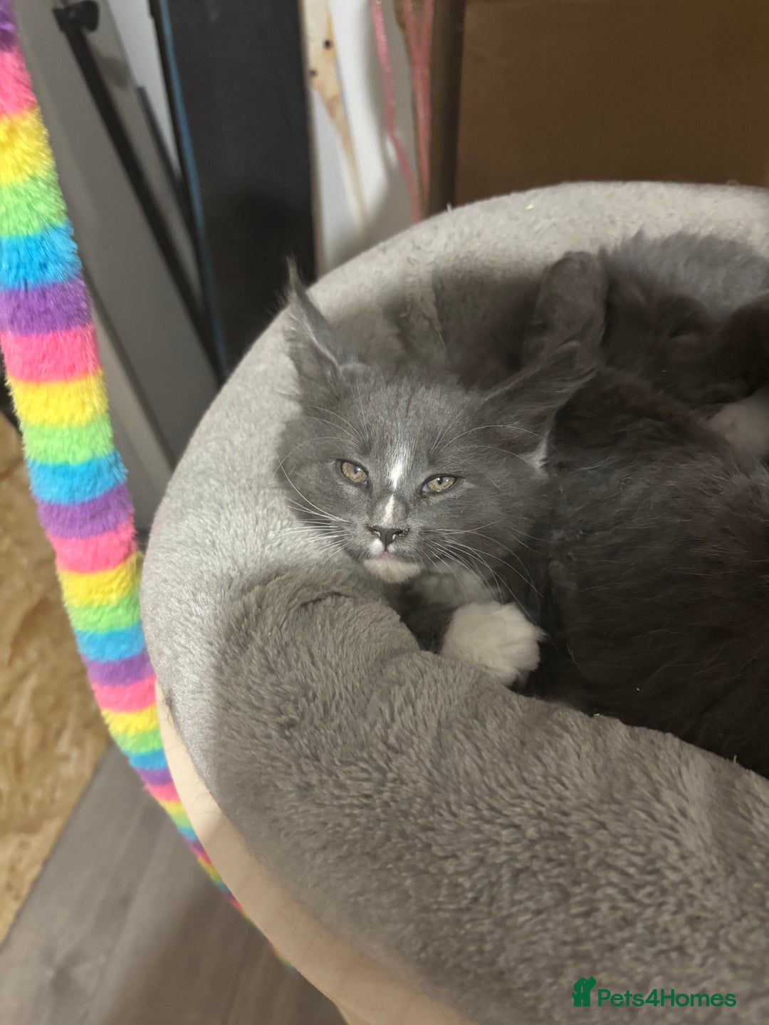 Maine Coon cats for sale: Last litter registered Maine coon kittens  - Advert 11