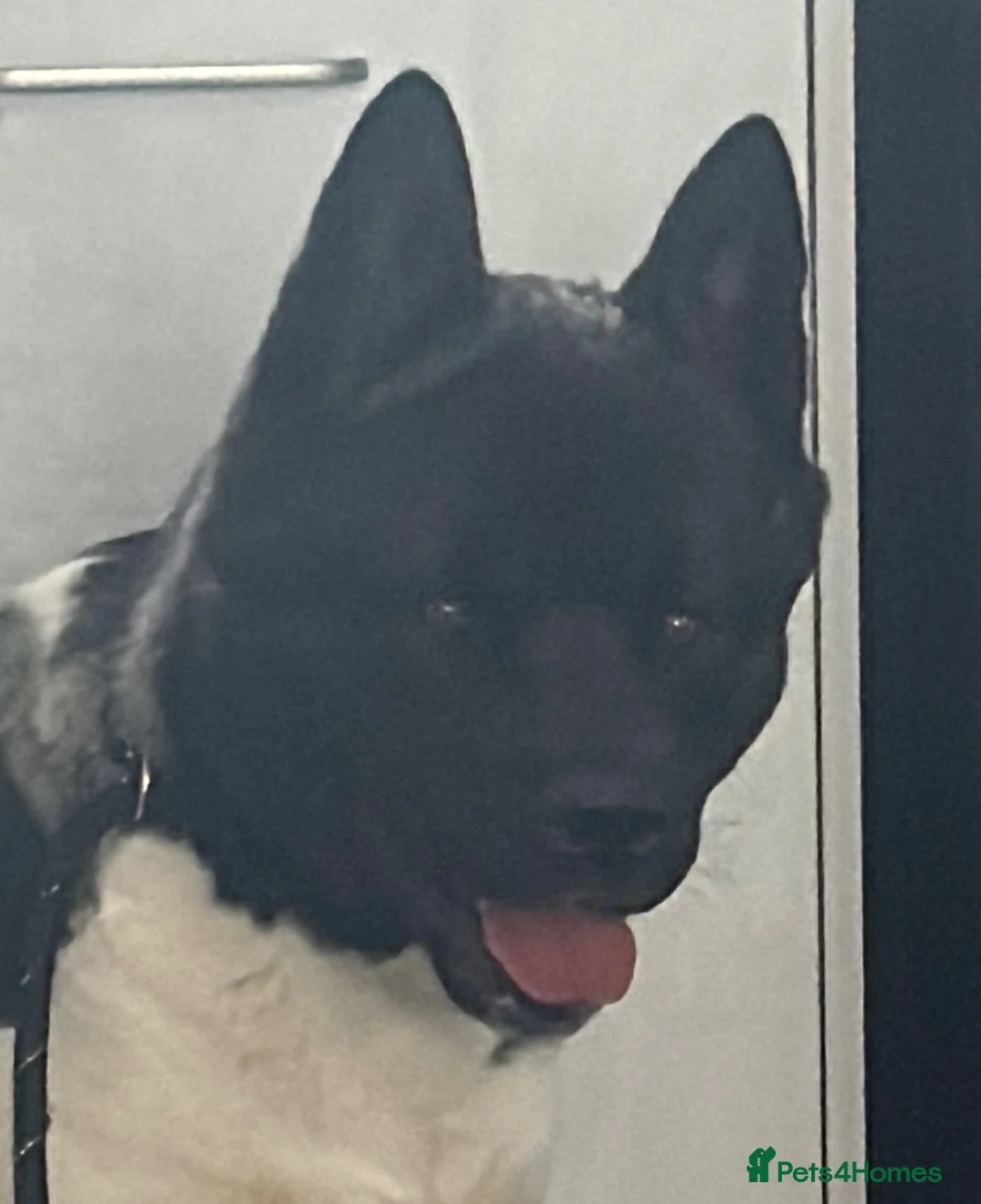 Akita dogs for sale: Zeus the most beautiful American Akita in Wokingham - Advert 1