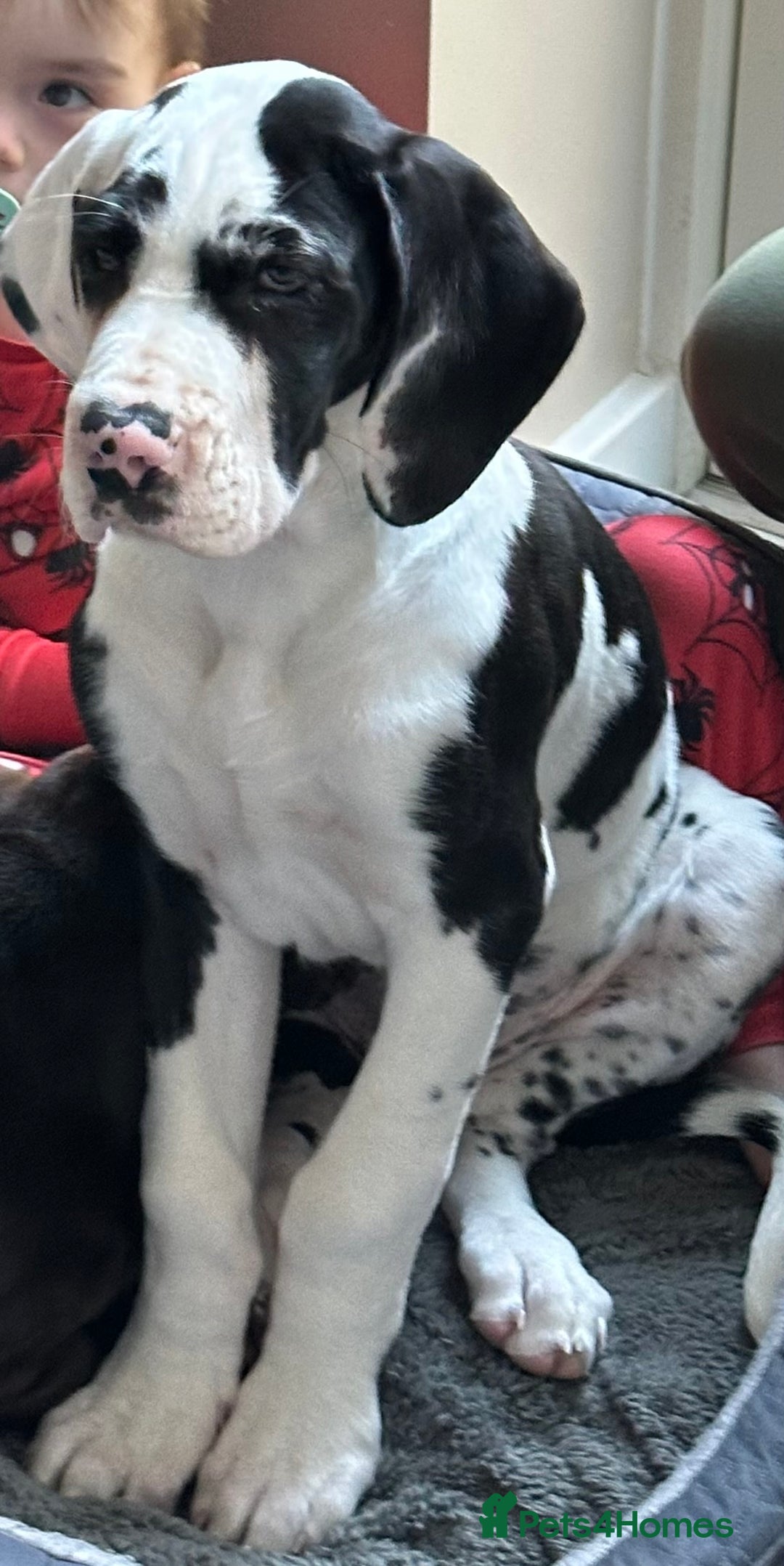Dane Dog Breed Great Dane St Bernard Mix For Sale Shop Great Dane And Saint  Bernard, image size:1080x2156