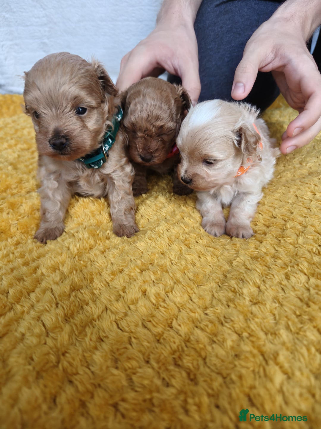 Maltipoo dogs for sale: F1B Toy Maltipoo  - Image 15