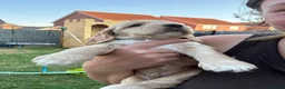 Cocker Spaniel dogs for sale: 🌟Rare Coloured Show-Type Cocker Spaniel Puppies🌟 - Advert 20