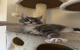 Maine Coon cats for sale: 🔔READY NOW🔔 KING-SIZE MAINE COON CUB - Image 5