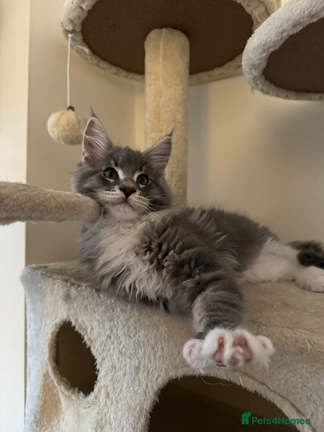 Maine Coon cats for sale: 🔔READY NOW🔔 KING-SIZE MAINE COON CUB - Image 5