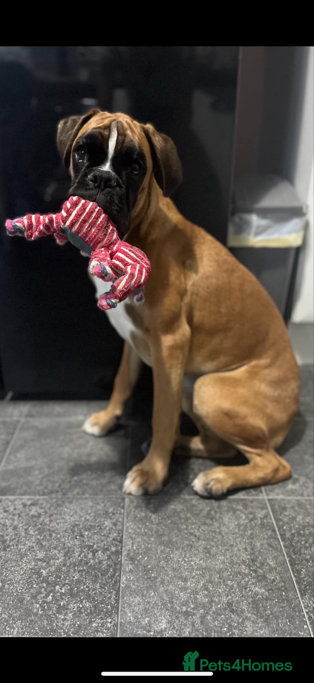 Boxer dogs for sale: Boxer bitch in need of loving home - Advert 2