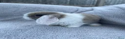 Mini Lop rabbits for sale: Mini lop bunnies  in Cannock - Advert 13