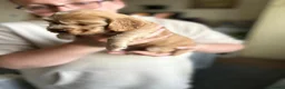 Cocker Spaniel dogs for sale: Kc registered cocker spaniel puppies  in Leven - Advert 6