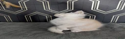 Maine Coon cats for sale: Ready soon beautiful Maine coon males  - Advert 34