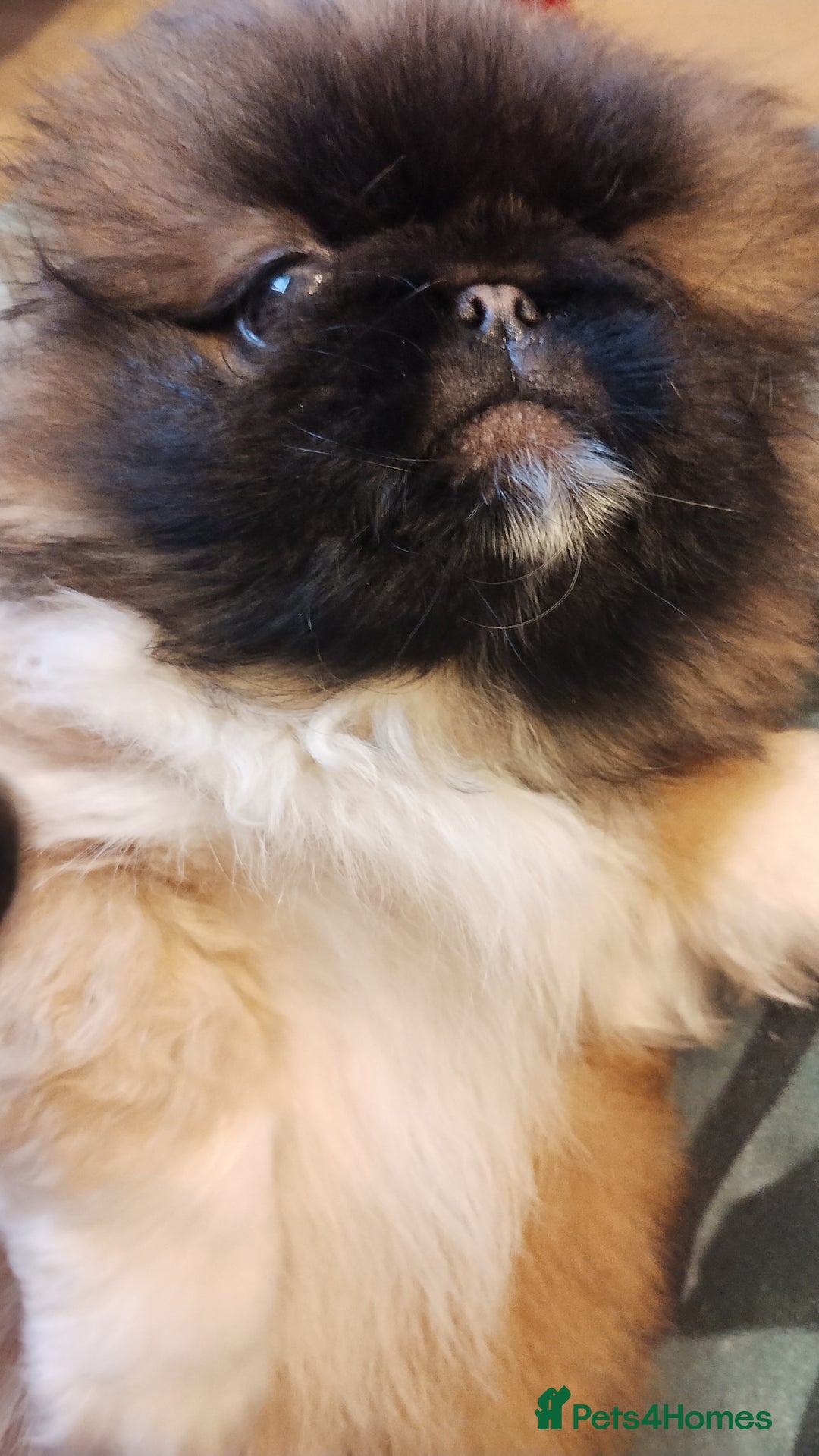 Pekingese dogs for sale: Pekingese puppies. Eastbourne - Advert 13