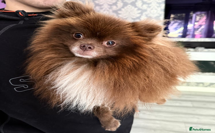 Pomeranian dogs in Tiverton - Advert 12