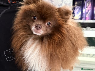 Pomeranian dogs in Tiverton - Advert 7