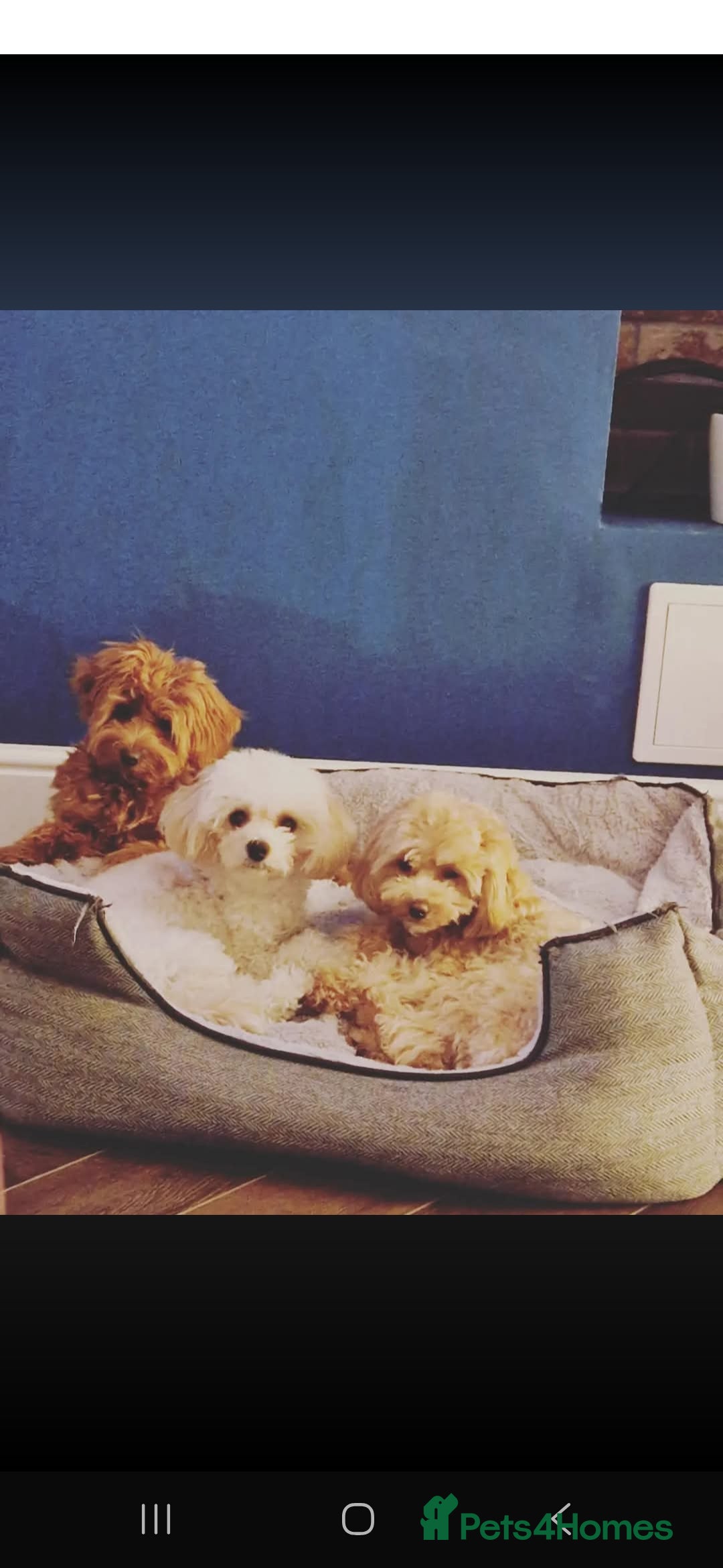 Maltipoo dogs for sale: Minnies maltipoos  - Image 3