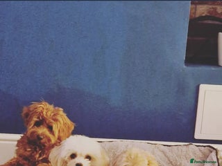 Maltipoo dogs - Advert 1