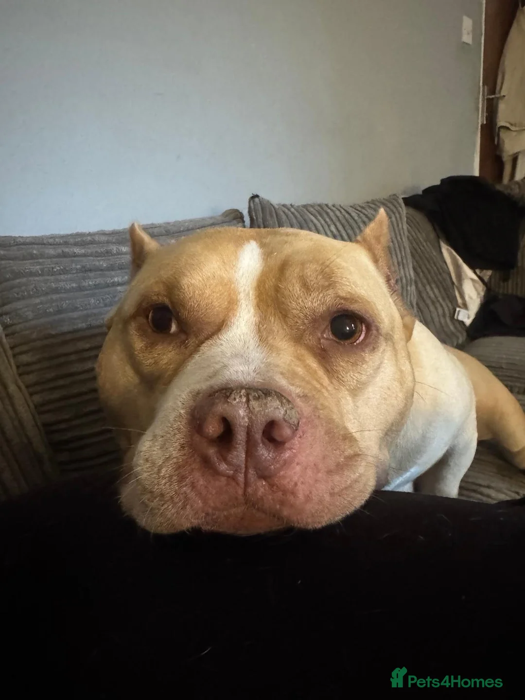American Bully dogs for sale: Forever home wanted American Pocket Bully ❤️ in Manchester - Advert 2