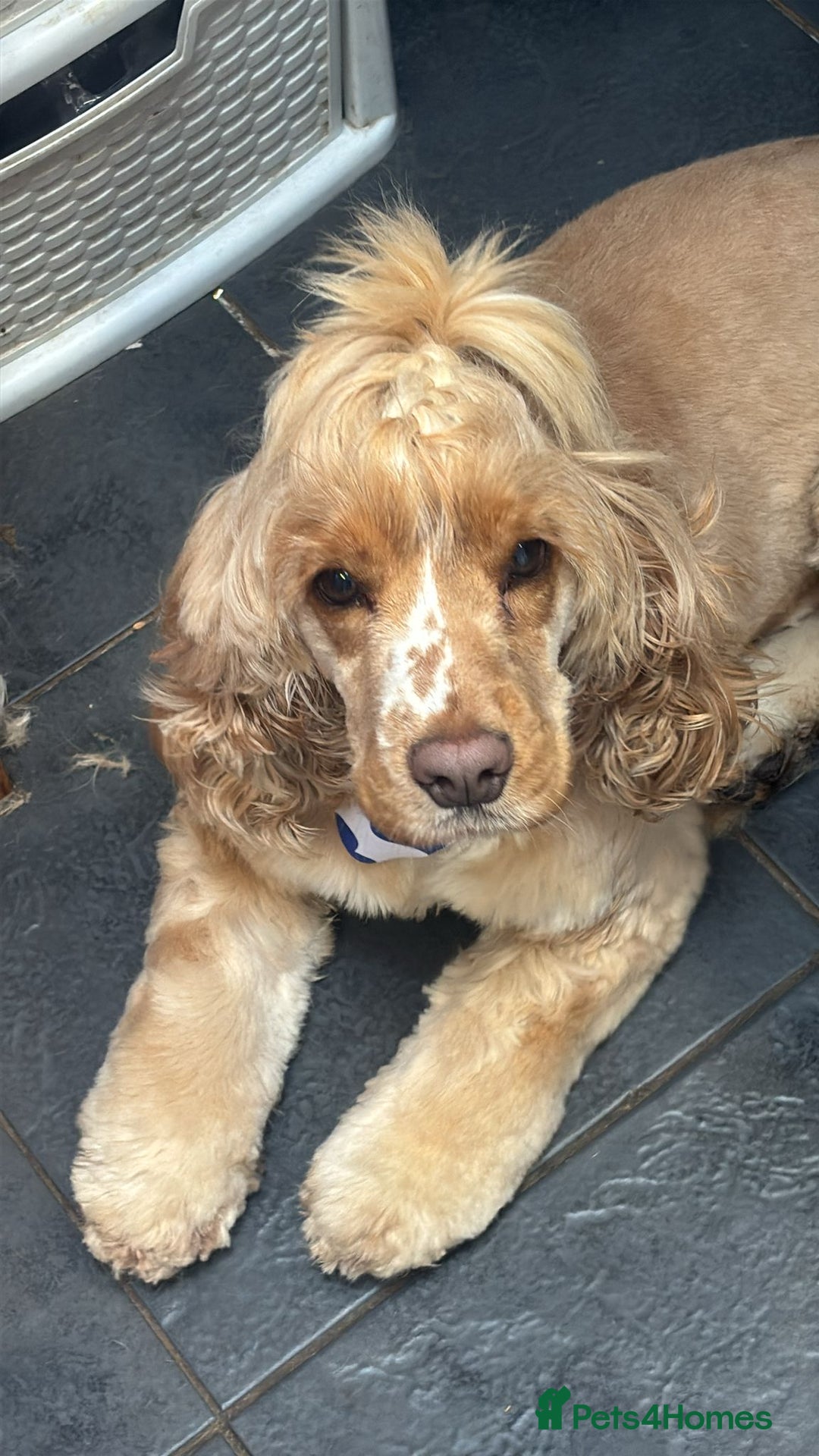 Cocker Spaniel dogs for sale: Show cocker spaniel - Image 3