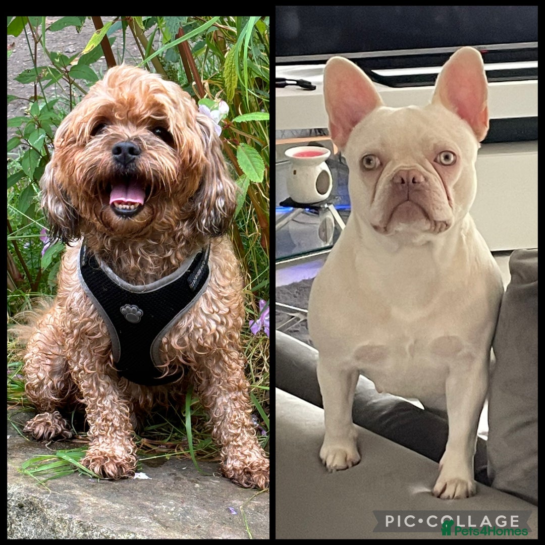 Mixed Breed dogs for sale: Floodles - Advert 1