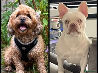 Mixed Breed dogs Floodles - Advert 2