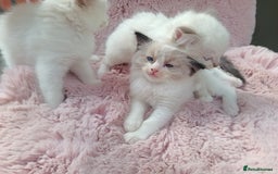 Ragdoll cats for sale: ***Ready Now Ragdoll Boys Ready For New Homes. - Image 22