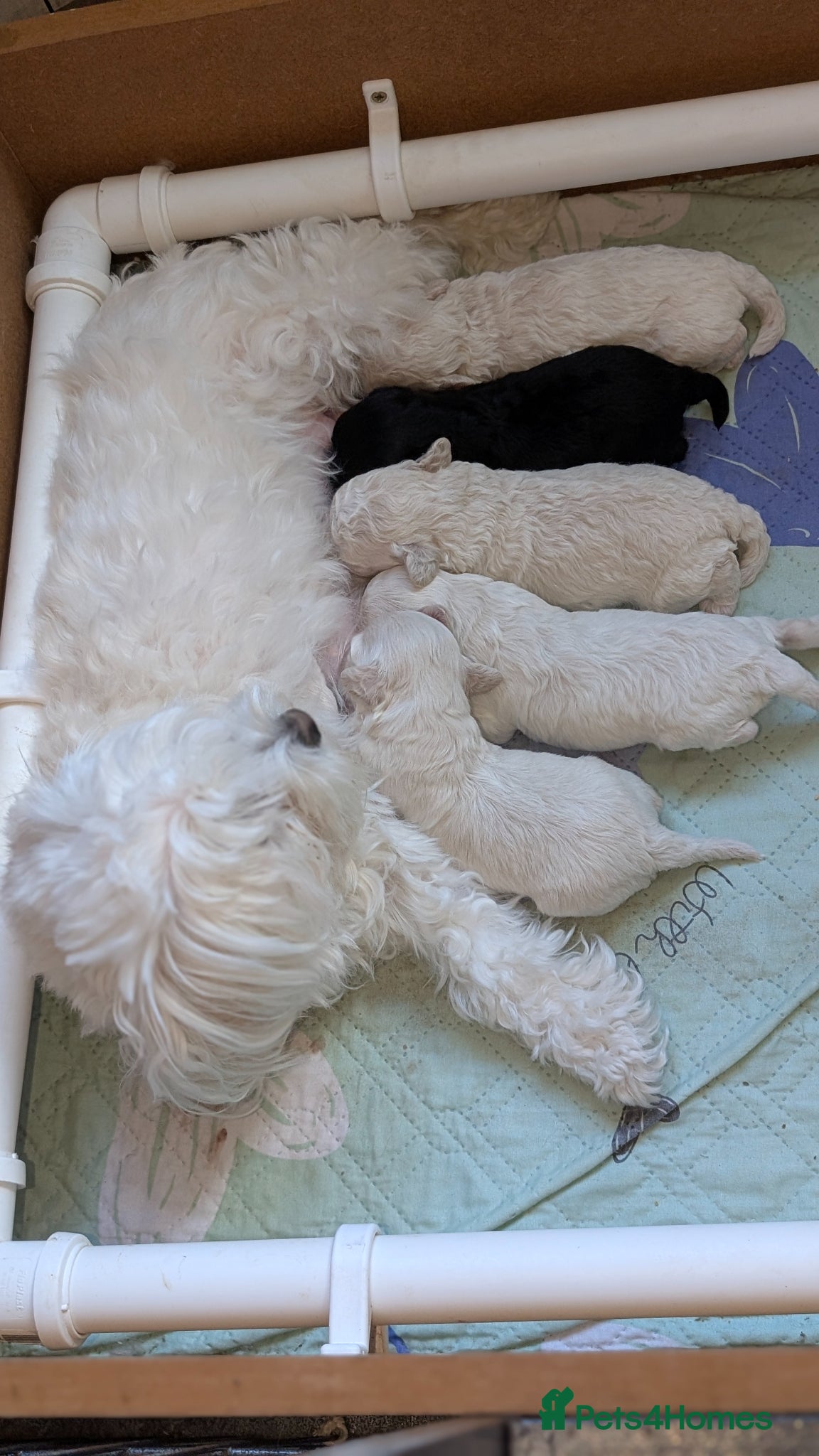 Maltipoo dogs for sale: Dna Genetically health tested maltipoos in Swindon - Advert 14