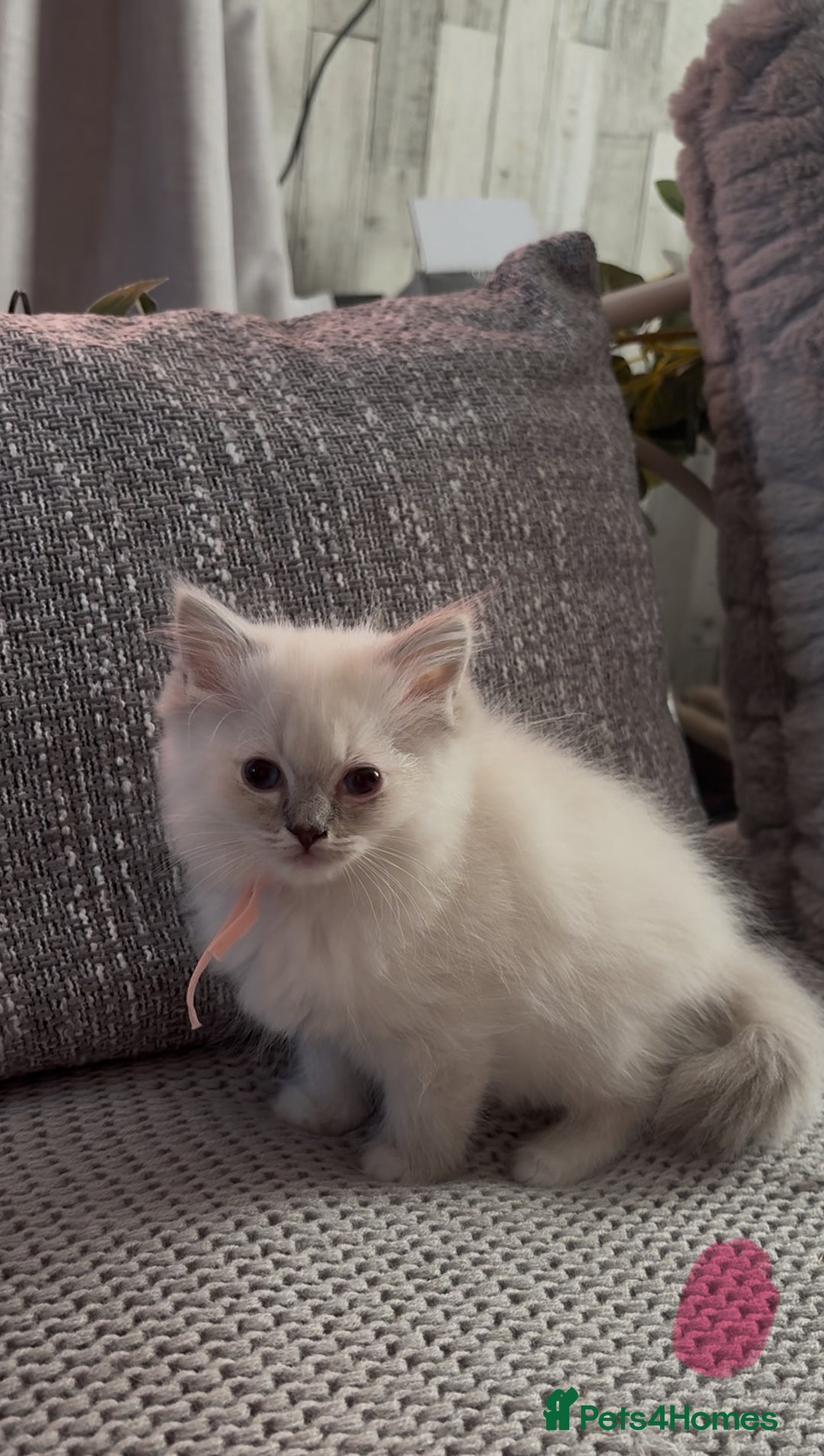 Ragdoll cats for sale: Stunning Ragdoll kittens available  - Image 15