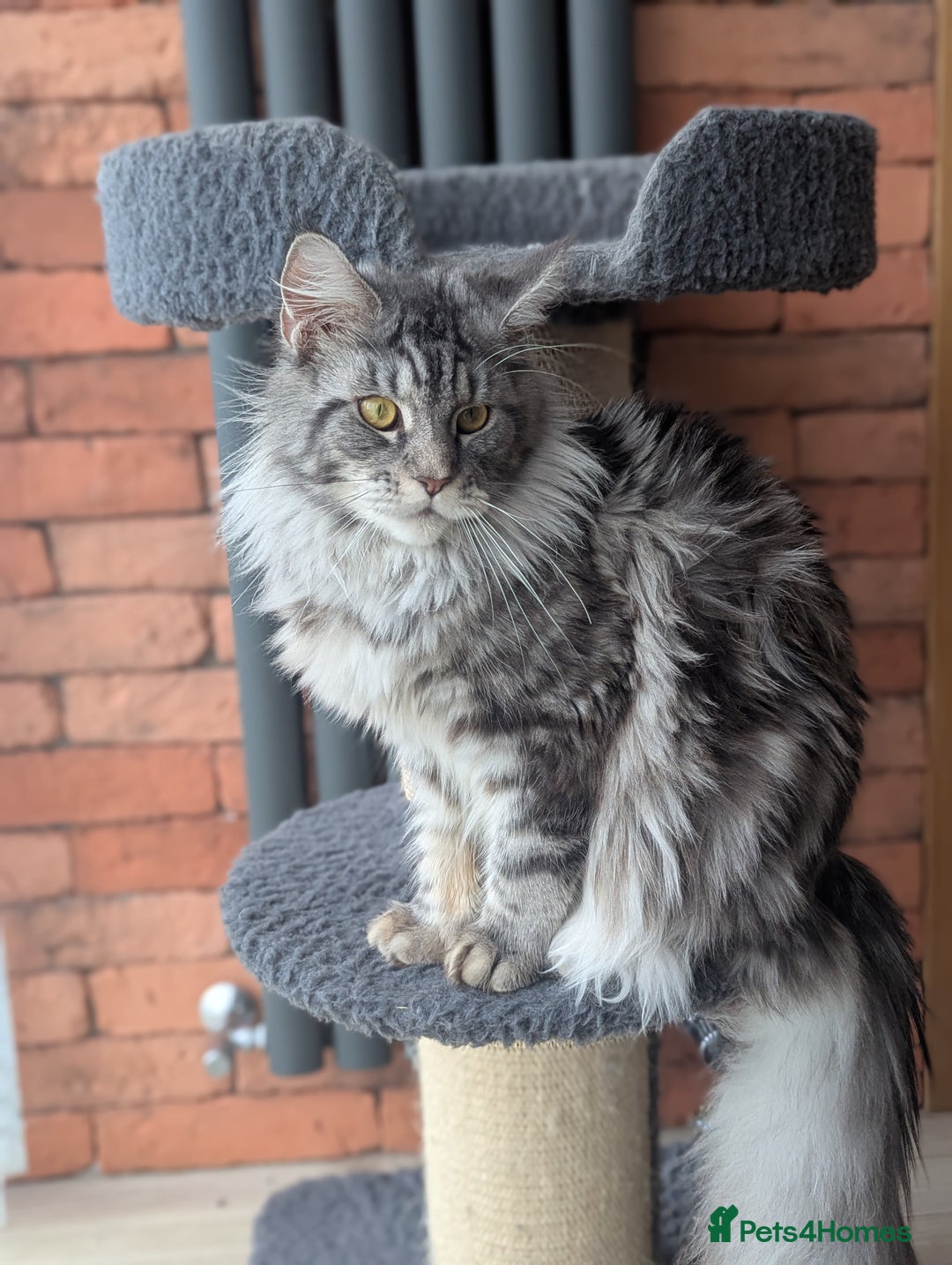 Maine Coon cats for sale: Maine coon females  - Advert 9