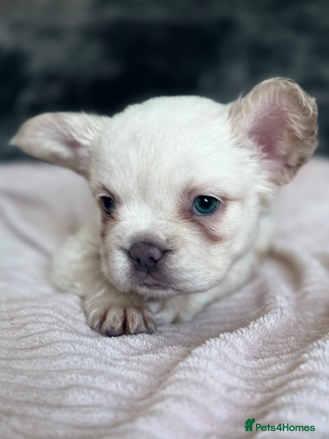 French Bulldog dogs for sale: FLUFFY FRENCH BULLDOGS  - Image 18