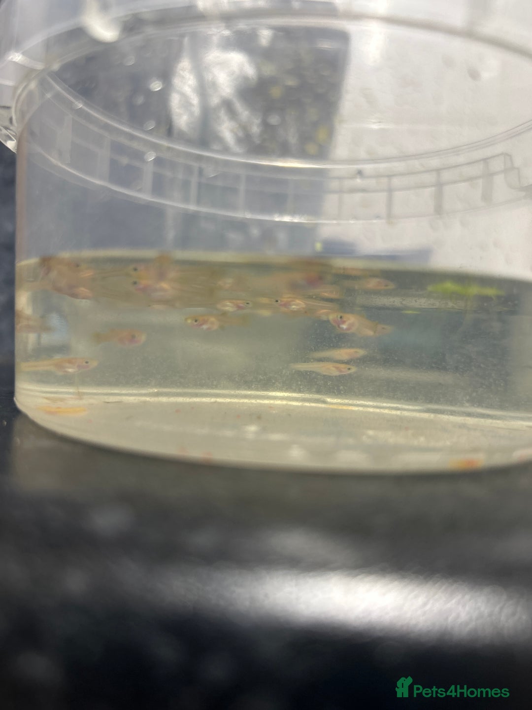 Other/Mixed Breed fish for sale: Red flamingo guppys - Advert 2