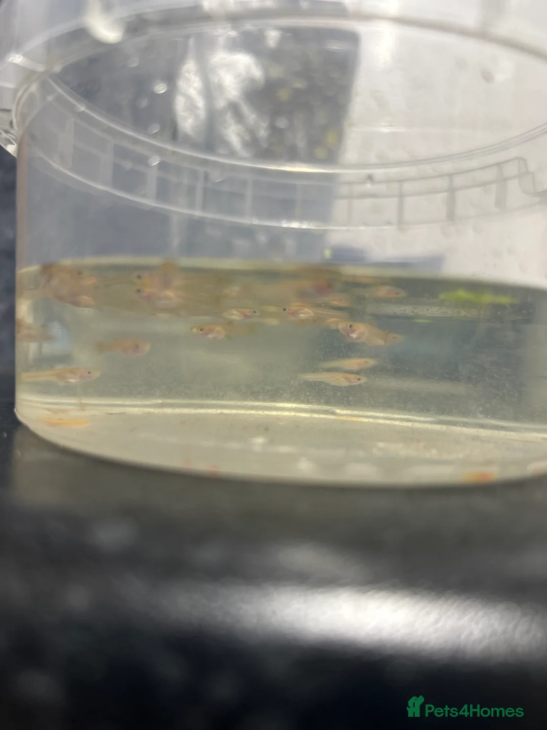 Other/Mixed Breed fish for sale: Red flamingo guppys - Advert 2