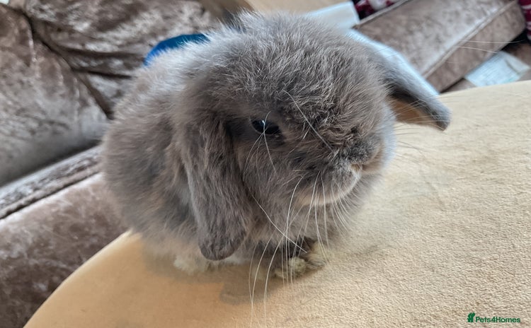 English Lop rabbits - Advert 1
