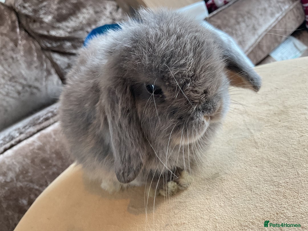 English Lop rabbits for sale: 3 beautiful holland lops   - Image 4