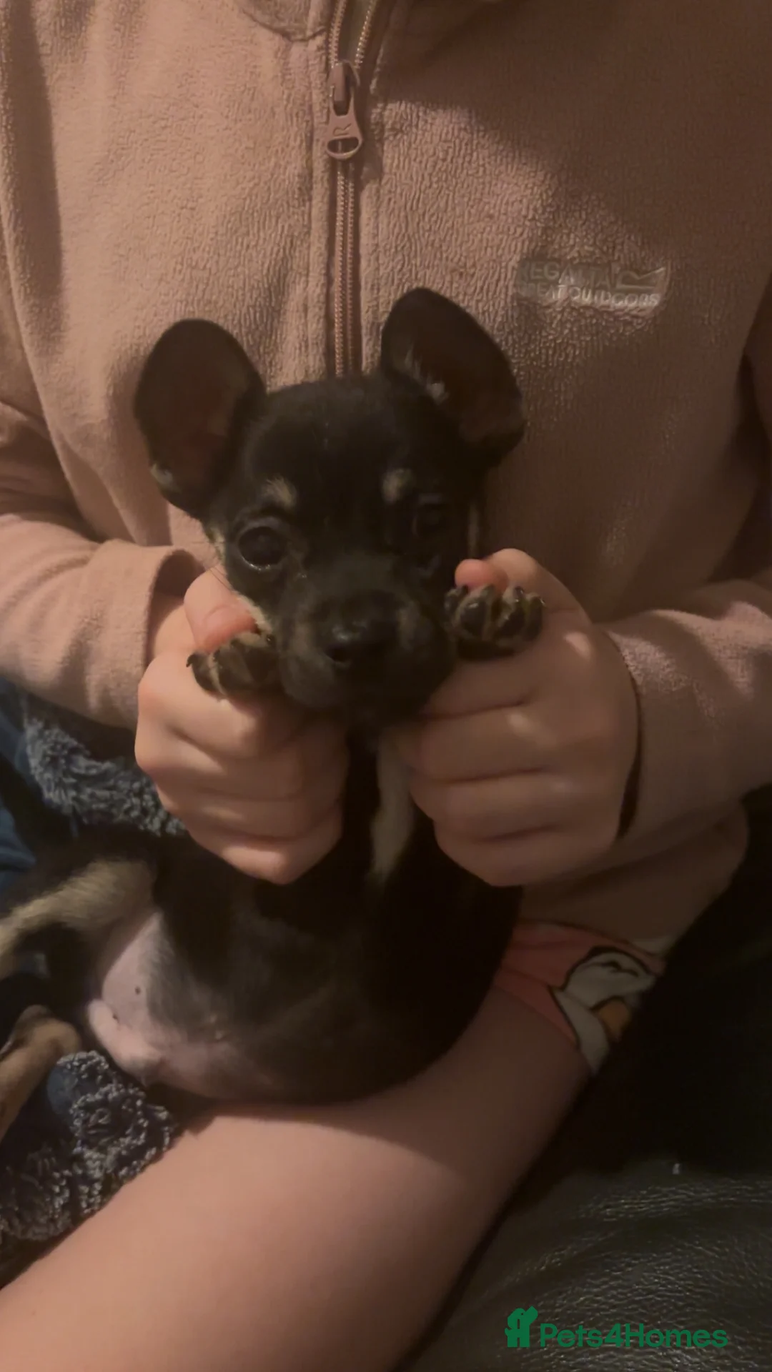 Mixed Breed dogs for sale: 3 beautiful pups - Advert 3