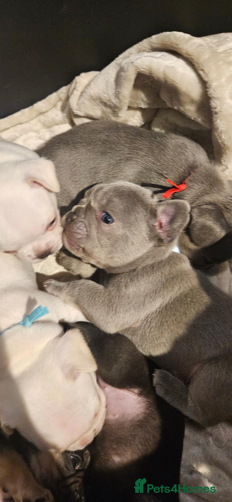 French Bulldog dogs Beautiful French Bulldog puppies 🐶 - Advert 2