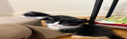 Mixed Breed cats for sale: Snowshoe kittens🐾 - Advert 6
