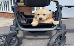 Golden Retriever dogs for sale: 🤩 (Ready to go) Traditional Golden retrievers 🤩 in Market Rasen - Image 6