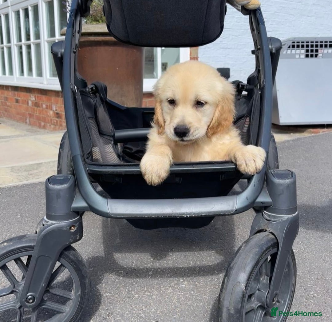 Golden Retriever dogs for sale: 🤩 (Ready to go) Traditional Golden retrievers 🤩 in Market Rasen - Image 6