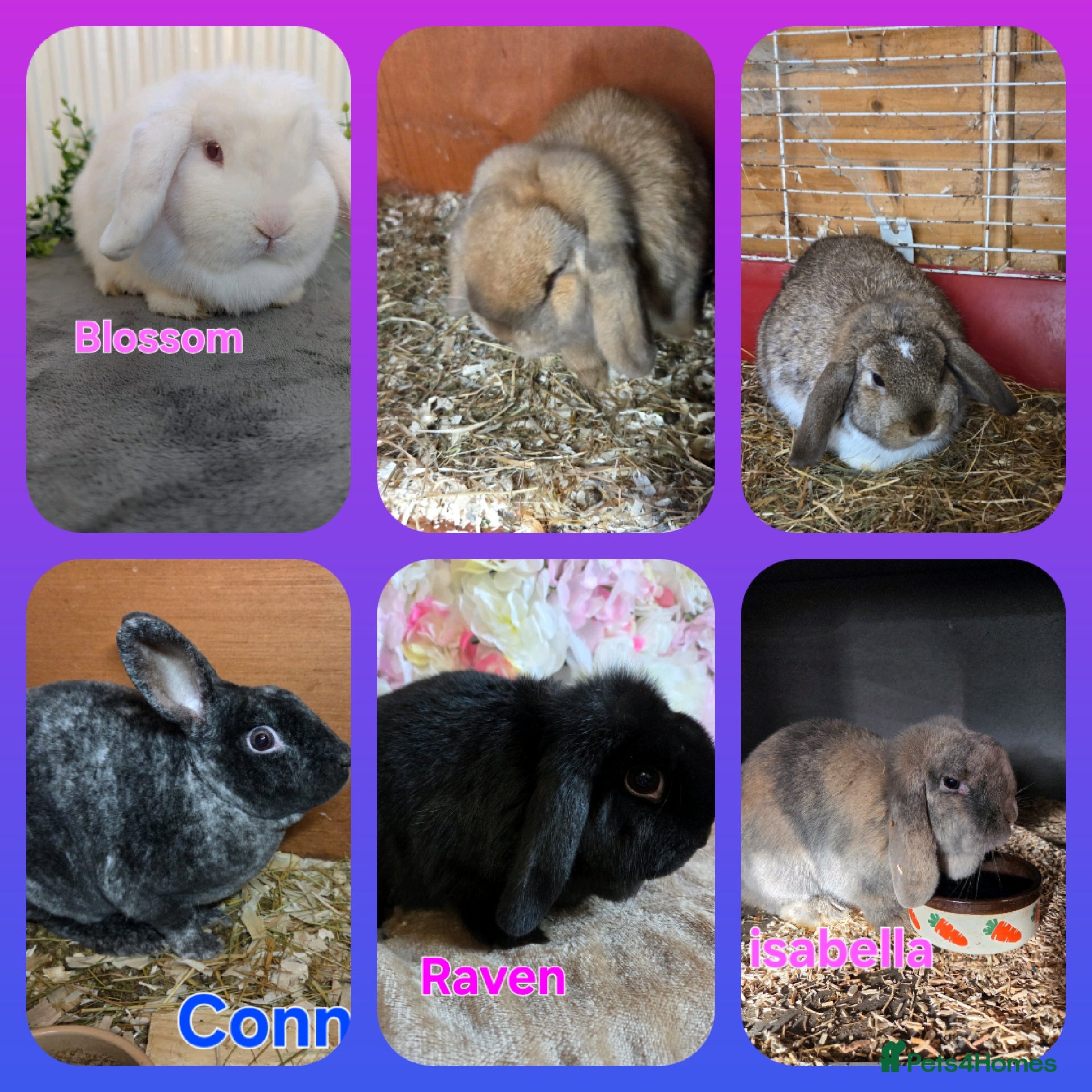 Mini Lop rabbits ❤️MORE ADDED! mini lop & mini rex boy & girls ♥️ - Advert 4