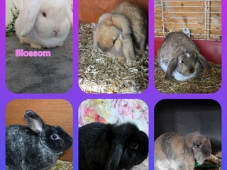 Mini Lop rabbits ❤️MORE ADDED! mini lop & mini rex boy & girls ♥️ - Advert 6