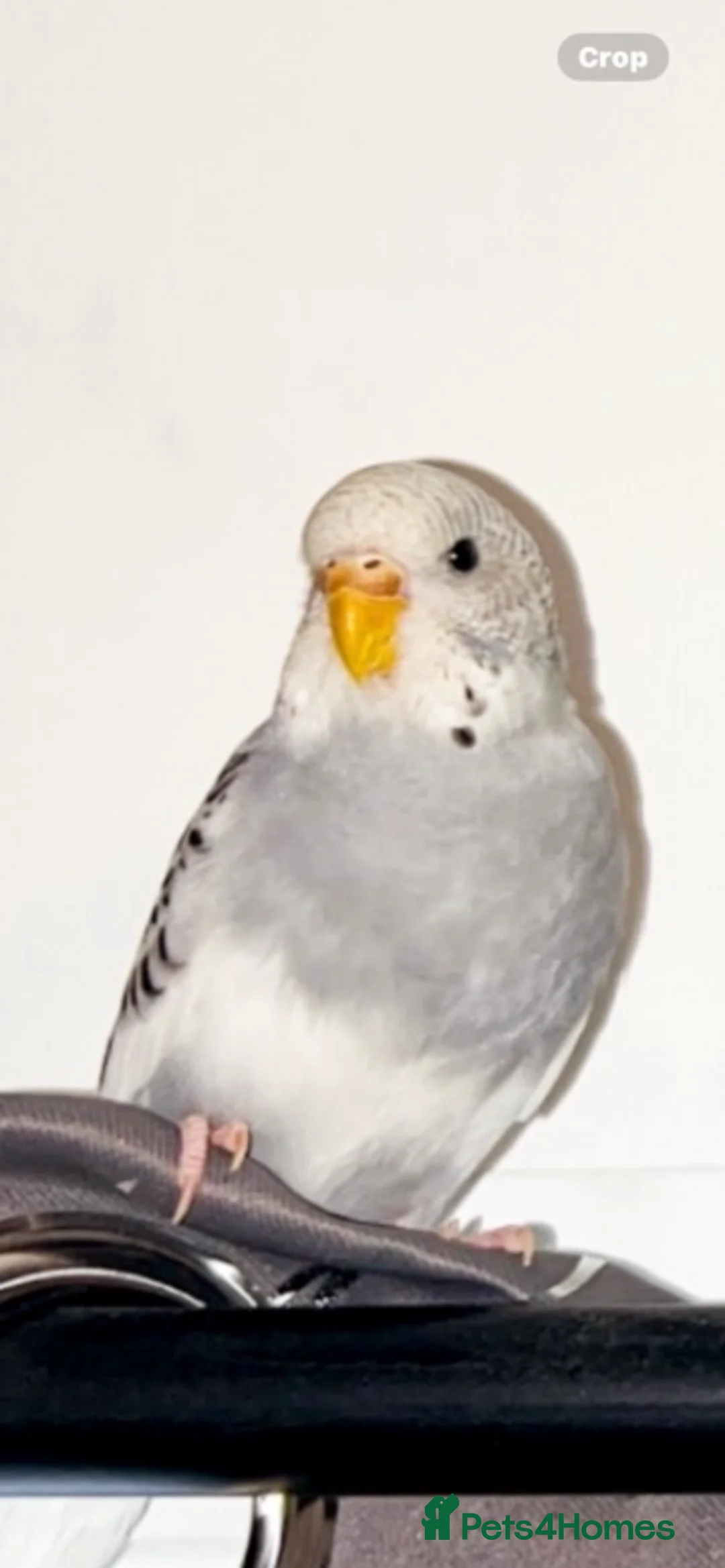 Budgerigars birds for sale: Budgies - Advert 2
