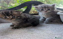 Maine Coon cats for sale: Maincoon - Image 11