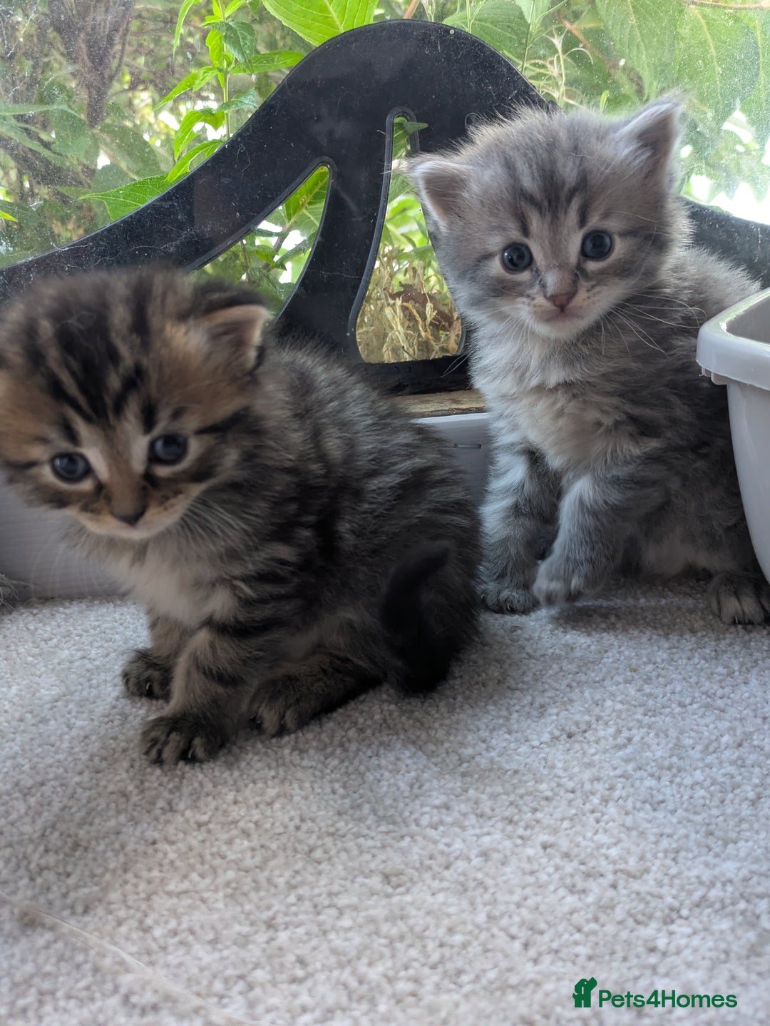 Maine Coon cats for sale: Maincoon - Image 11