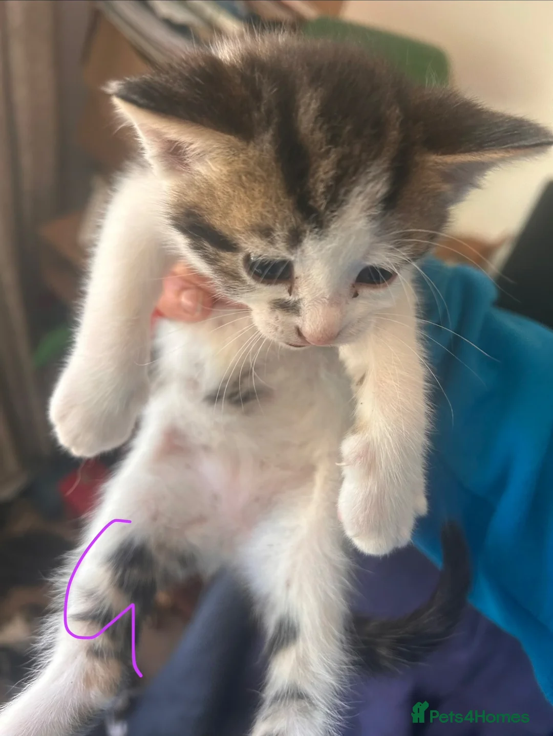 Mixed Breed cats for sale: Gorgeous litter of playful kittens - Advert 2