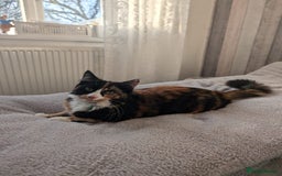 Mixed Breed cats for sale: Cats 🥰 - Image 9