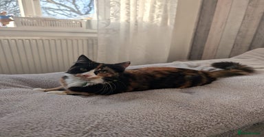 Mixed Breed cats - Advert 10