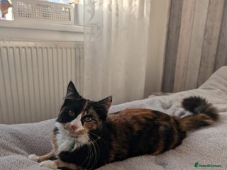 Mixed Breed cats - Advert 2