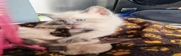 Mixed Breed cats for sale: Stunning sphynx x ragdoll kittens  - Advert 11