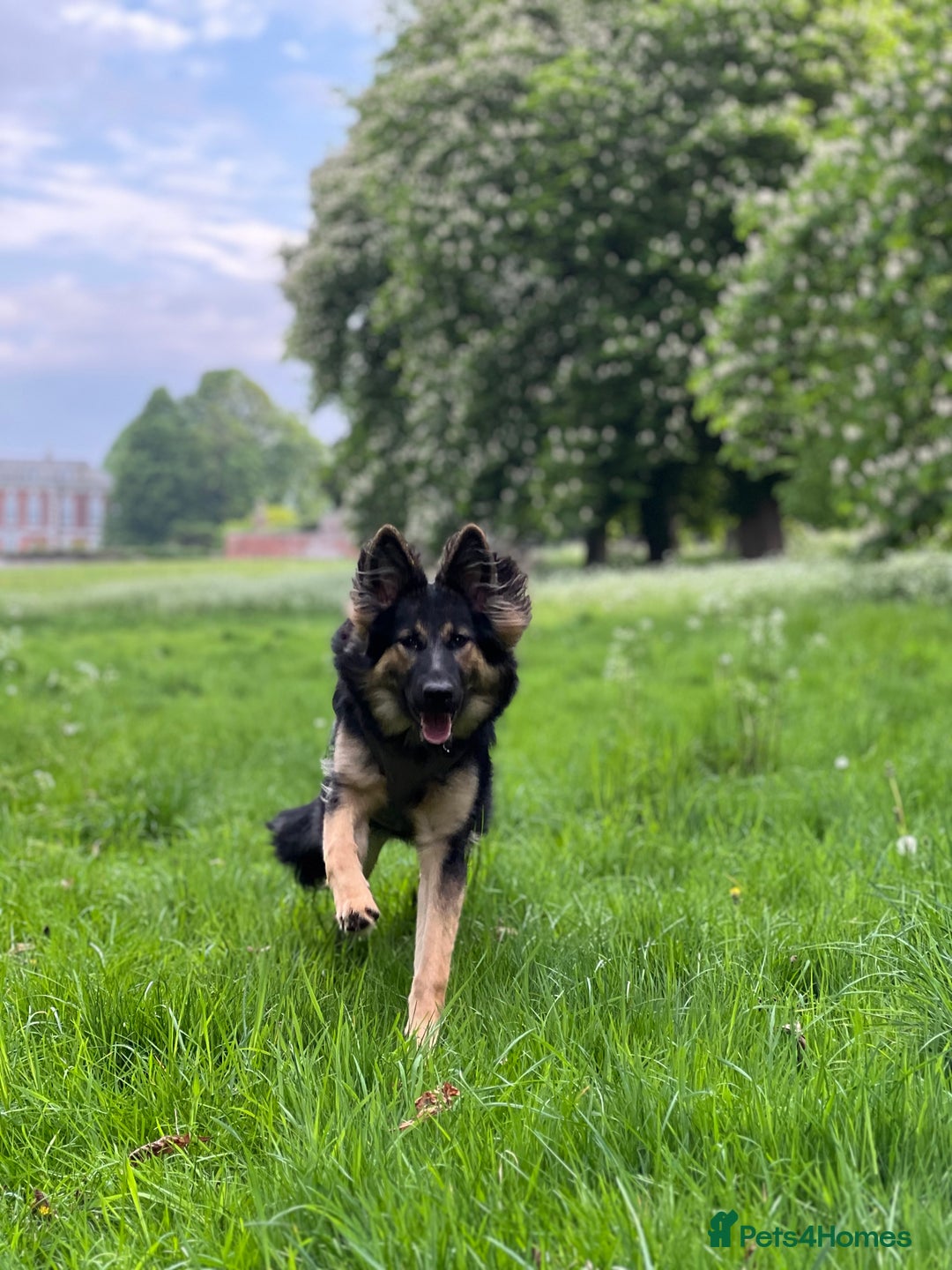 German Shepherd dogs for sale: (Willow) 1.5yr Old German Shepherd Longhaired - Image 8