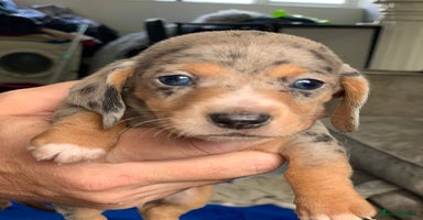 Miniature Dachshund dogs - Advert 5